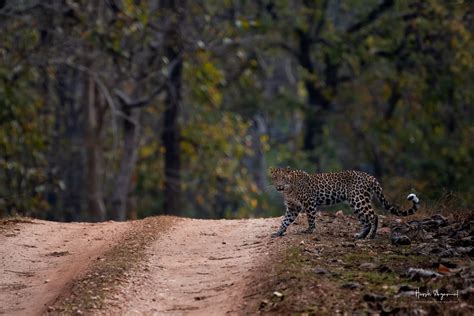 best places to see leopards rajasthan.